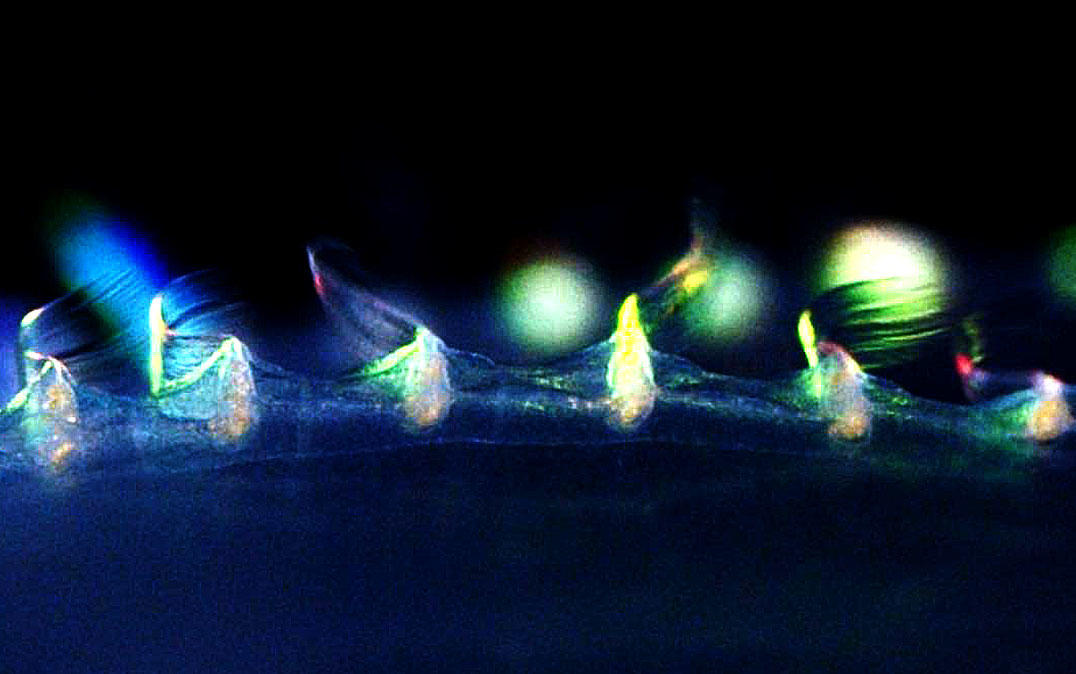 Tajemnica za przenoszącym ruchem grzebienia Jelly rozwiązanego