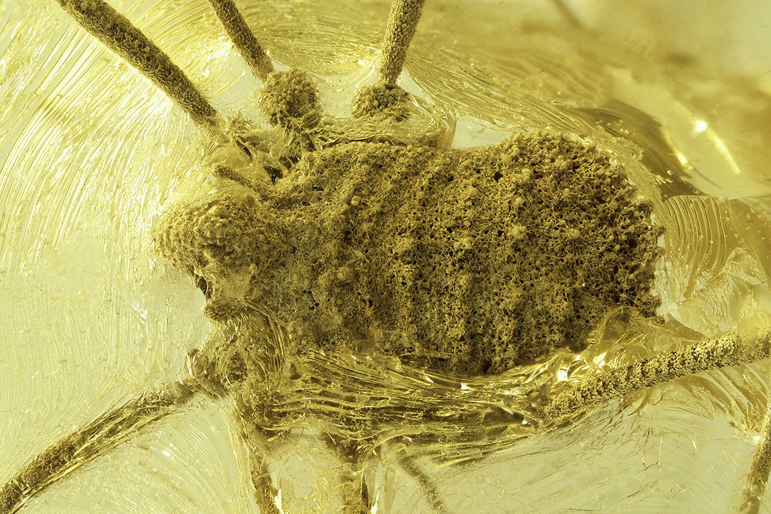 Tajemnica sprzed 35 milionów lat: odkryto dziwnego pajęczaka zakonserwowanego w bursztynie