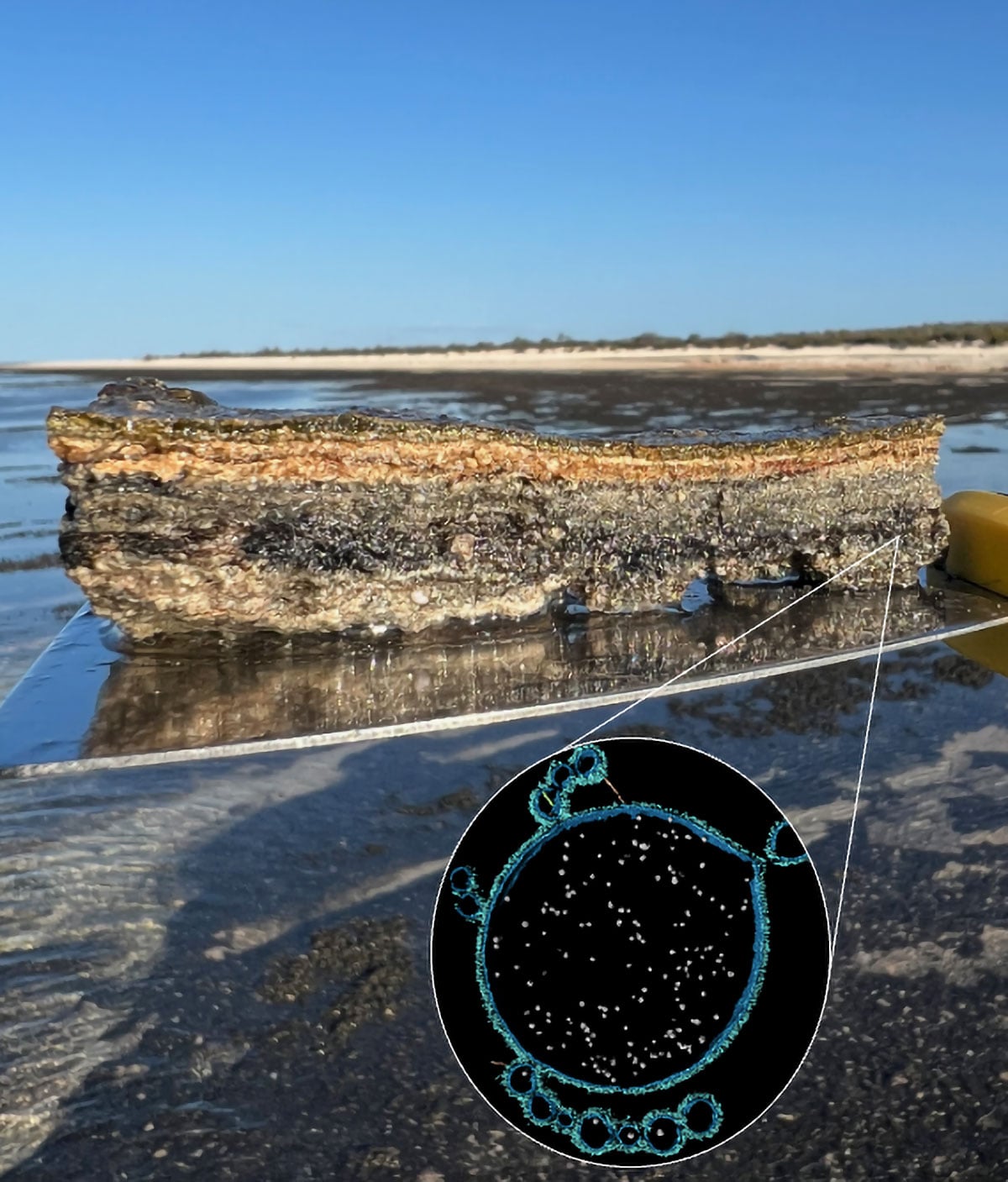 Starożytne mikroby „skalne” mogą ujawnić, jak skomplikowane życie się rozpoczęło