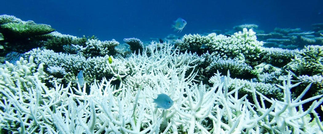 Trudne do przełknięcia: Komórki koralowe po raz pierwszy pochłaniają glony 