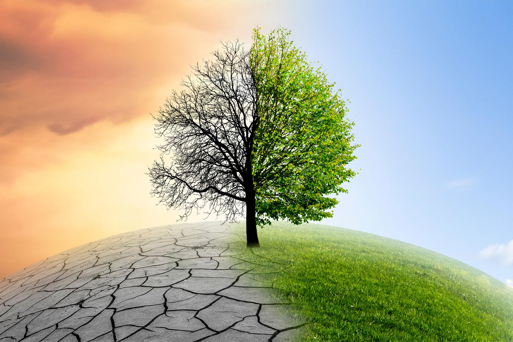 Zmiany klimatu vs. Lasy: Showdown do magazynowania węgla