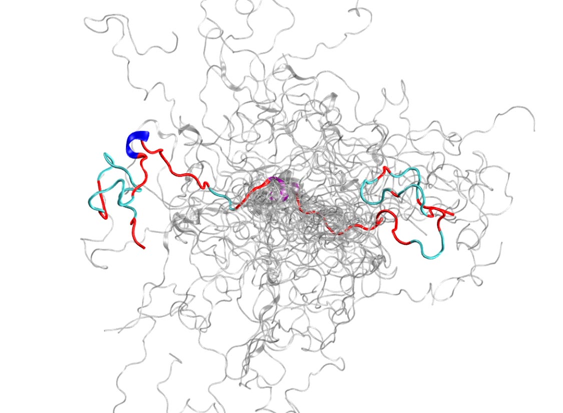 Używanie superkomputerów i neutronów do ujawnienia struktur wewnętrznie nieuporządkowanego białka