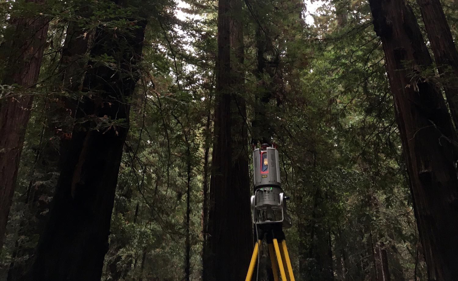 Biomasa największych na świecie drzew mierzonych po raz pierwszy za pomocą technologii laserowej