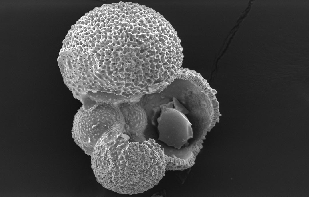 100 lat mikroskopijnych skorup ujawnia „podwójne whammy” dla wód u wybrzeży Kalifornii