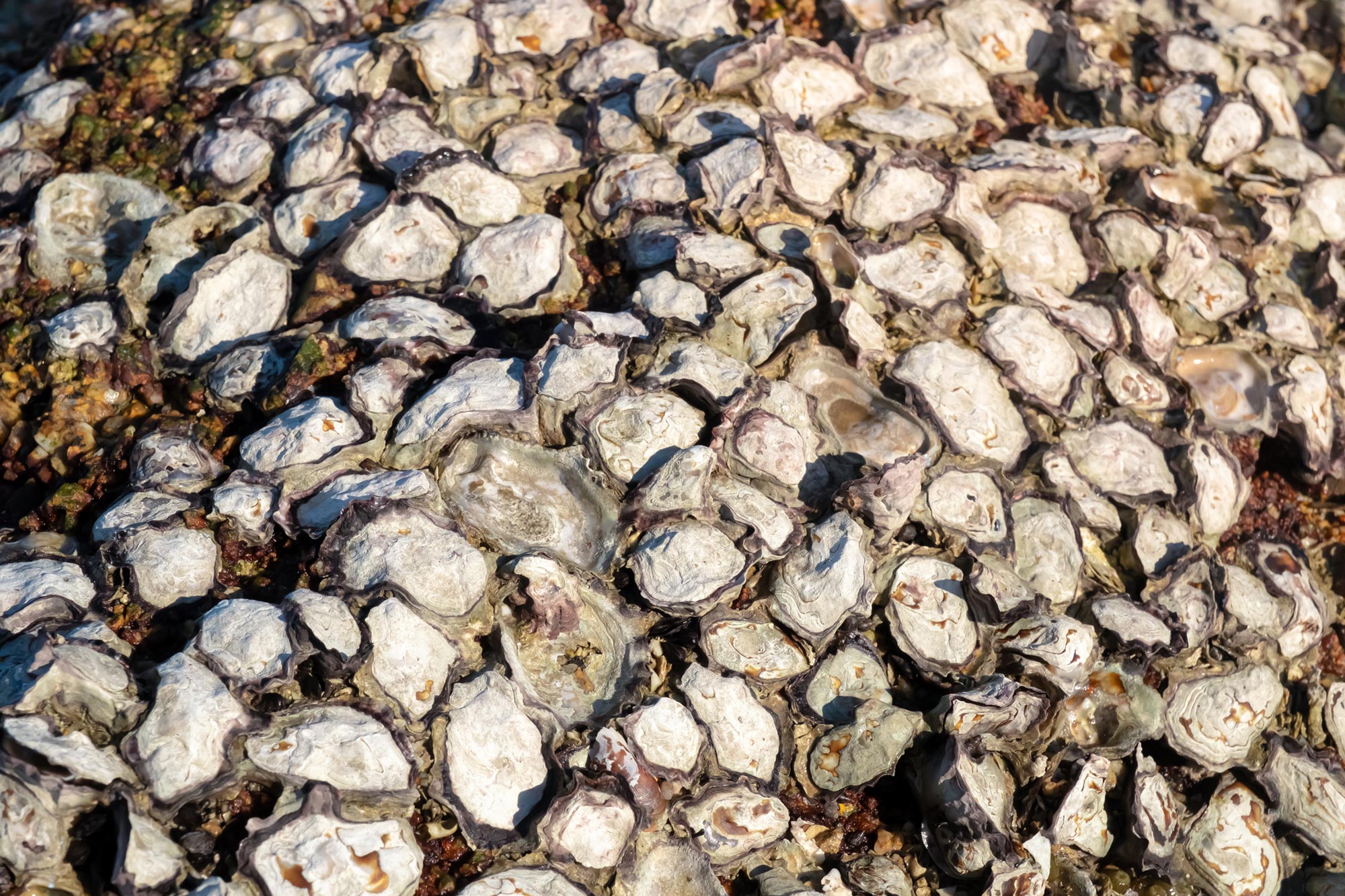 Po stuleciach zniszczeń naukowcy wymyślili, jak najlepiej przywrócić rafy ostryg