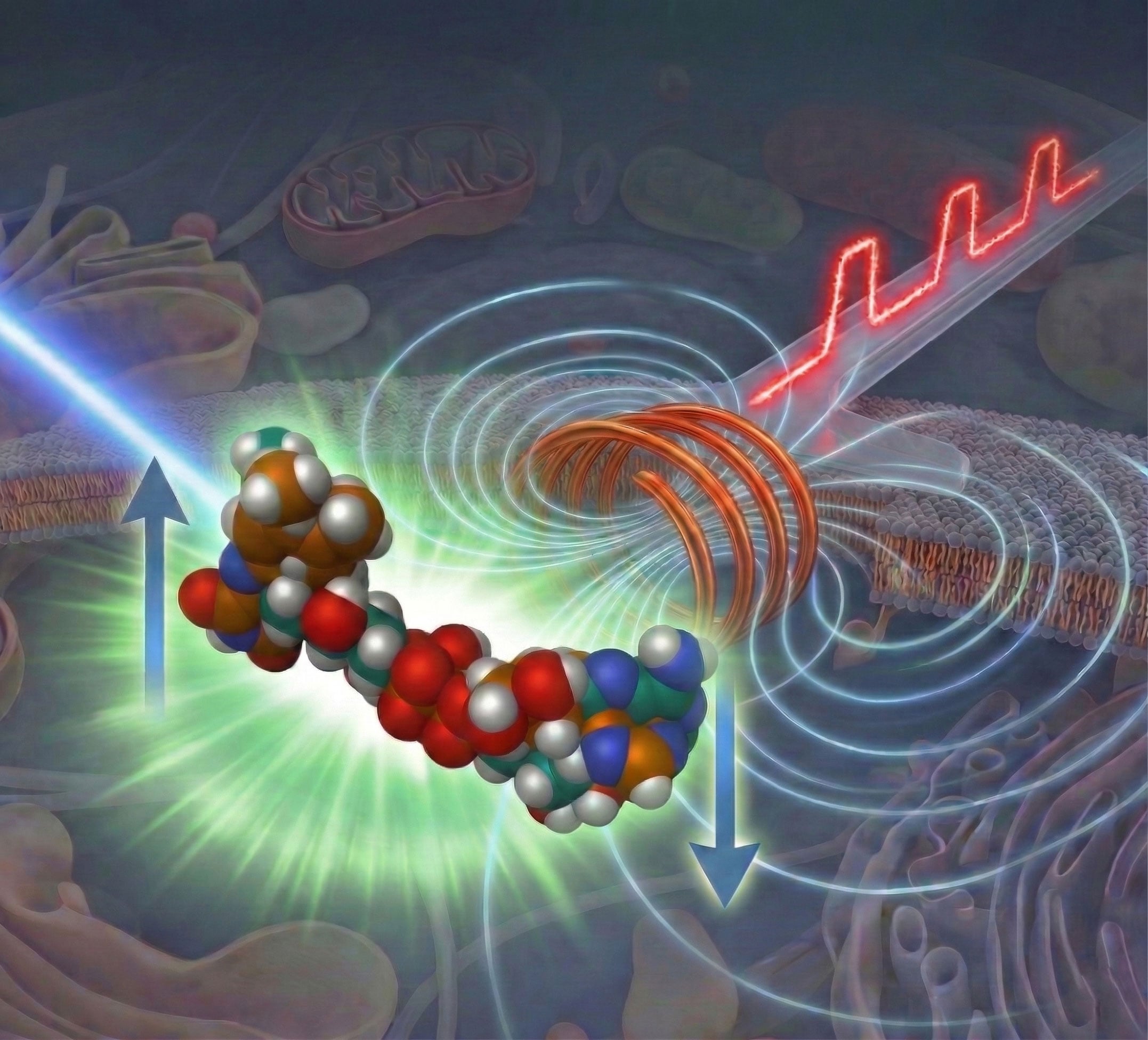 Naukowcy odkrywają przełom w mikroskopii, który ujawnia „niewidzialne” stany molekularne