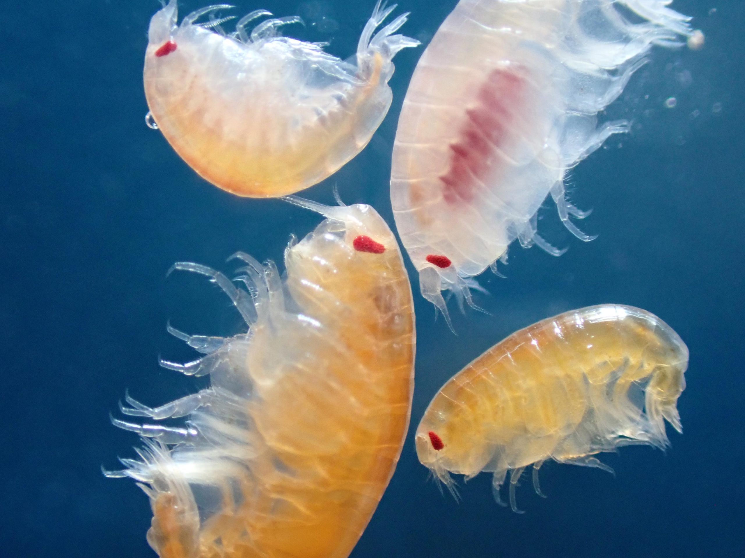 Midnight Feast: The Secret Jellyfish Dinners of the Arctic Depths