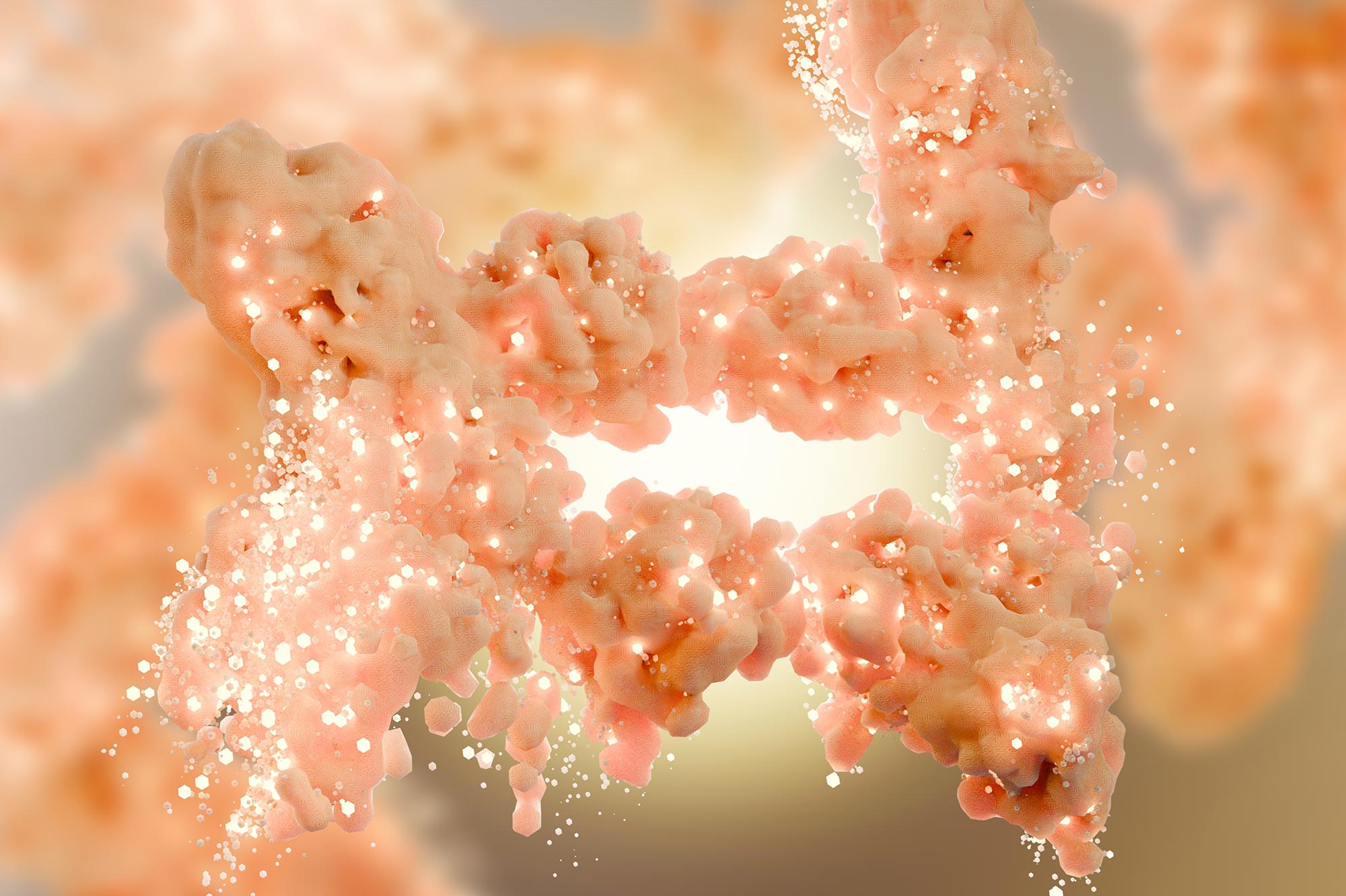 Naukowcy odkrywają białko, które zamienia brązowy tłuszcz w maszynę spalającą kalorie