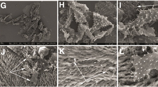 Analiza molekularna osteocytów dinozaurów wskazuje na obecność cząsteczek endogennych